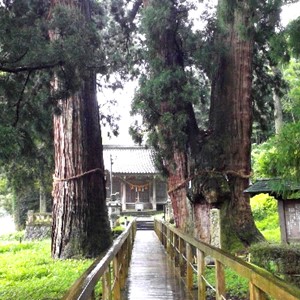 樹齢約2300年を誇る巨木「栢野大杉」(かやのおおすぎ）