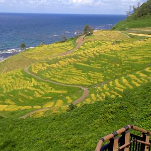 世界農業遺産「輪島白米千枚田(わじましろよねせんまいだ)」