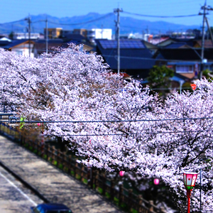 岸渡川(がんどがわ)の桜並木